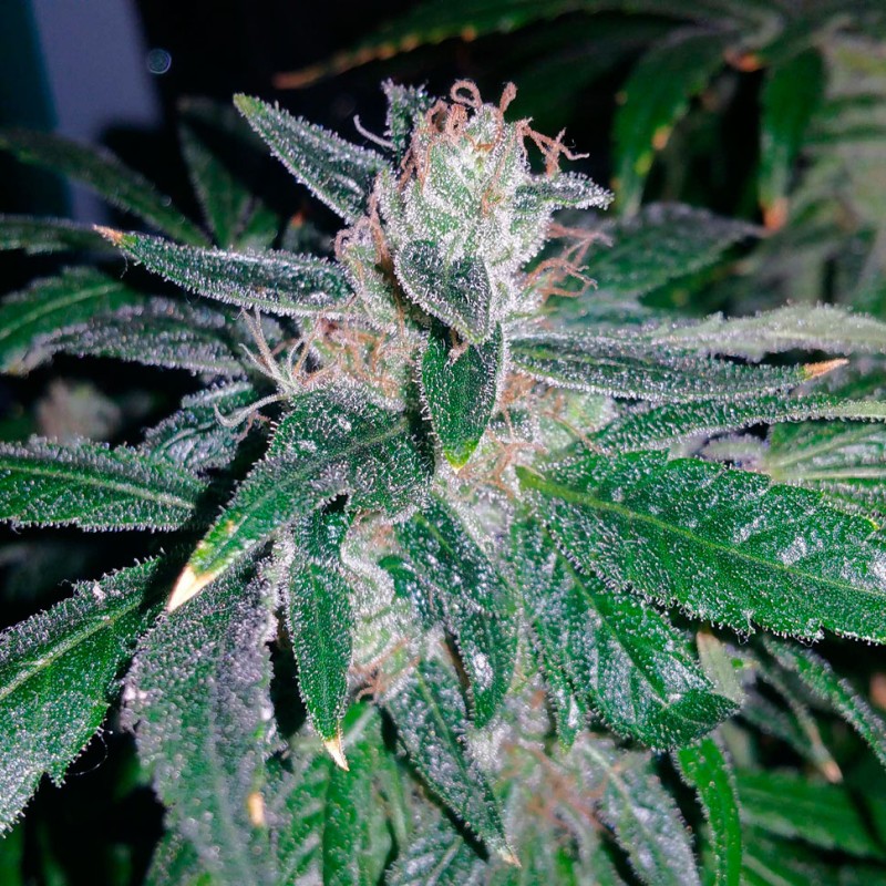 Great White Shark feminised Ganja Seeds