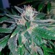 Great White Shark feminised Ganja Seeds