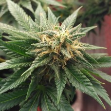 Auto Betty Boo feminised Ganja Seeds