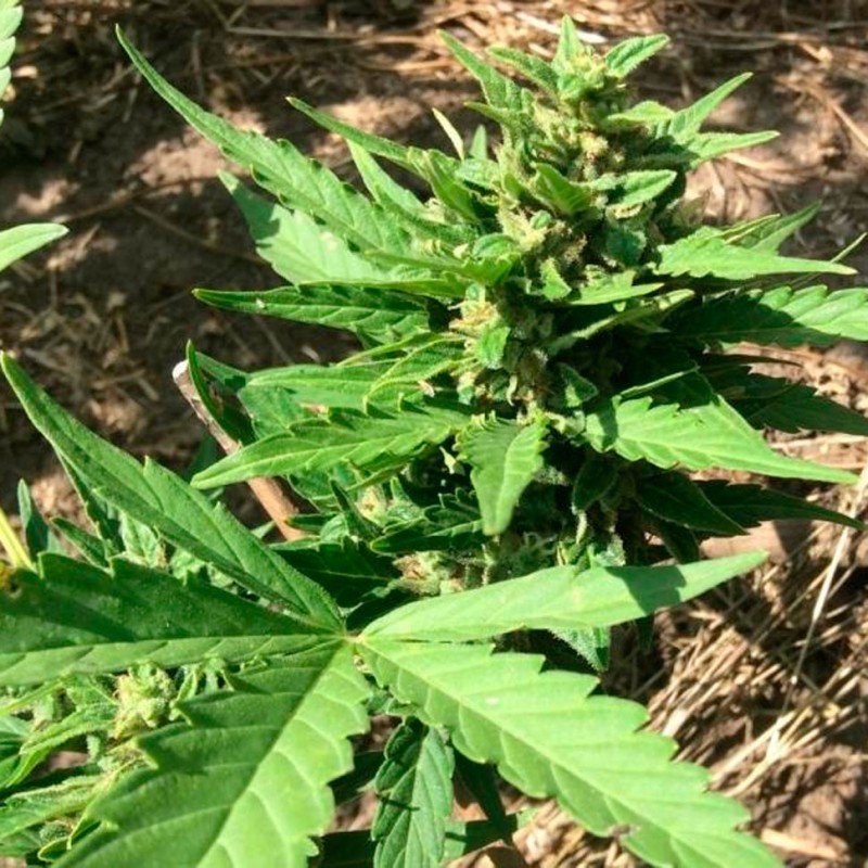 Auto Betty Boo feminised Ganja Seeds