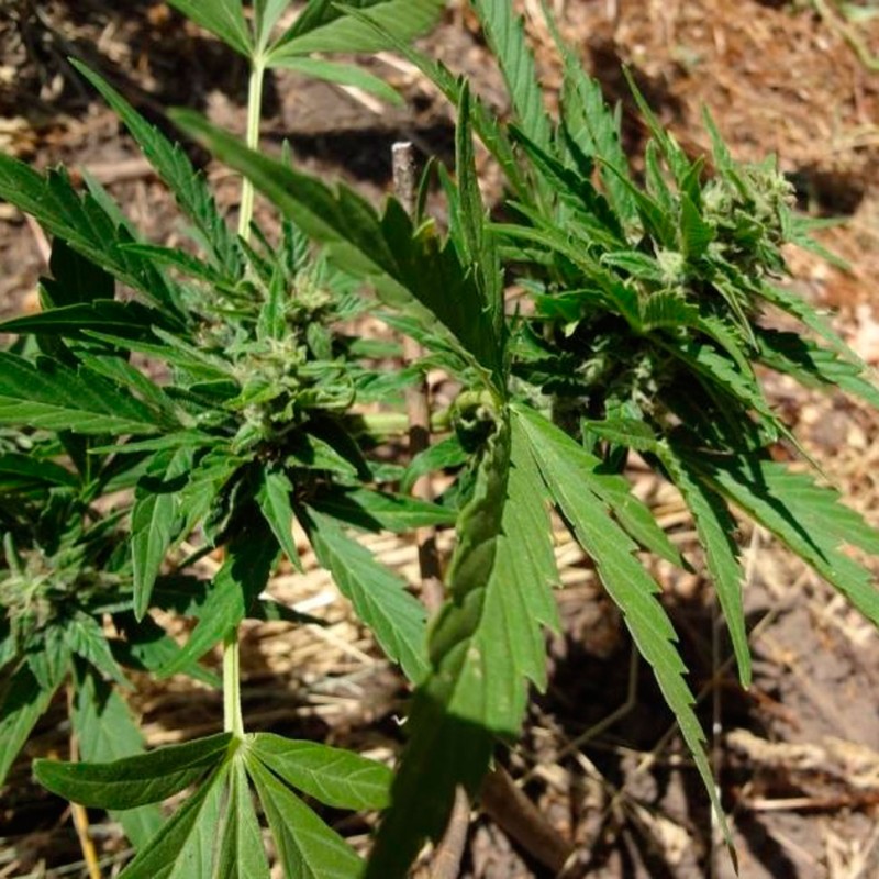 Auto Betty Boo feminised Ganja Seeds