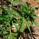 Auto Betty Boo feminised Ganja Seeds