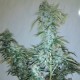 Russian Snow feminised GanjaLiveSeeds