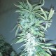 Russian Snow feminised GanjaLiveSeeds