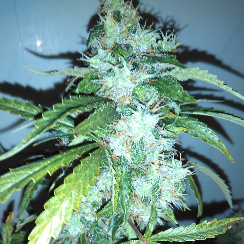 Russian Snow feminised GanjaLiveSeeds