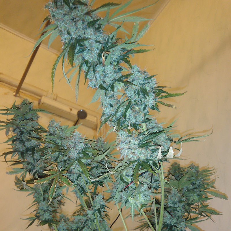 Russian Snow feminised GanjaLiveSeeds