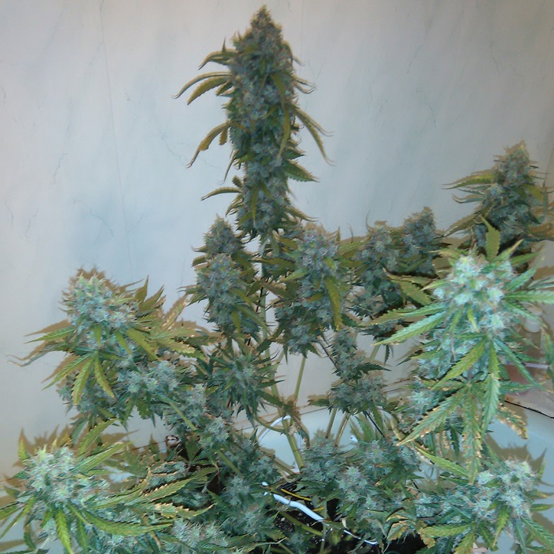 Russian Snow feminised GanjaLiveSeeds