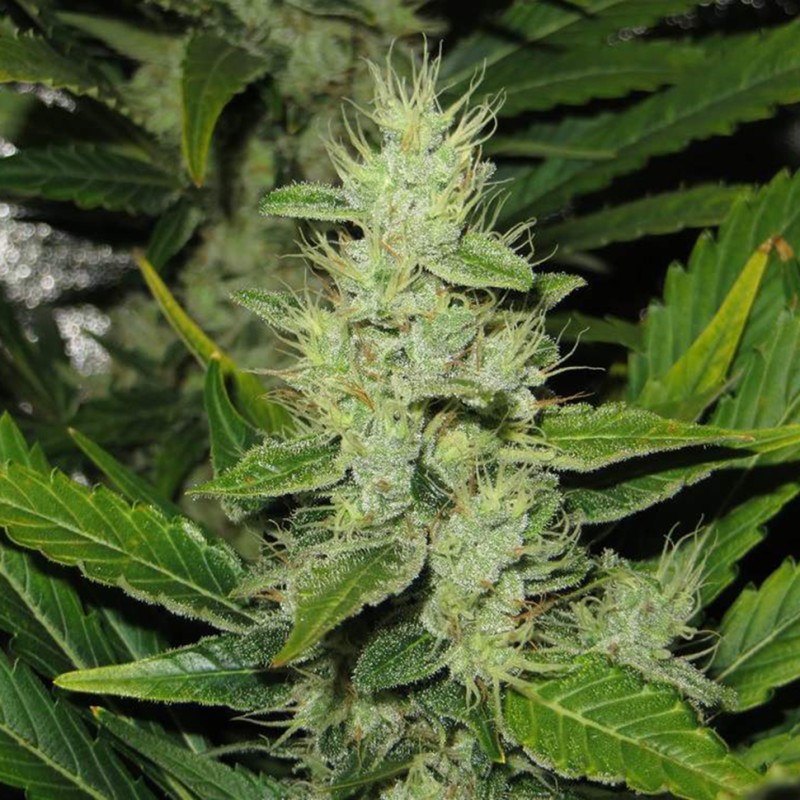 Auto White Russian XXL feminised Victory Seeds
