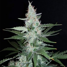 Super Mazar feminised GanjaLiveSeeds