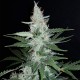 Super Mazar feminised GanjaLiveSeeds
