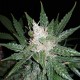 Super Mazar feminised GanjaLiveSeeds