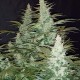 Super Mazar feminised GanjaLiveSeeds