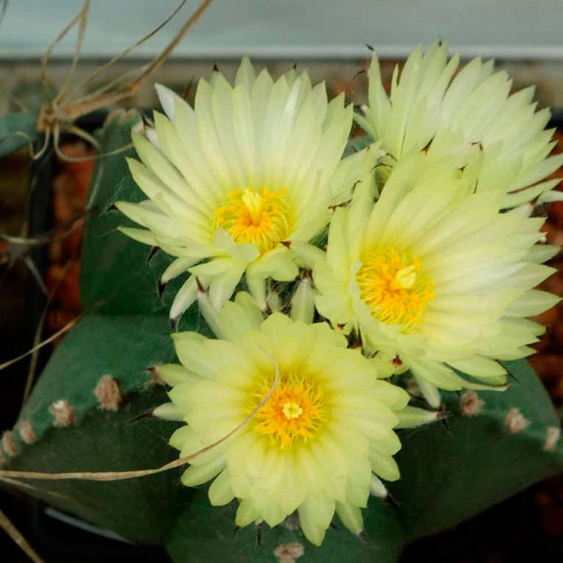 Astrophytum myriostigma var. nudum