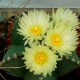 Astrophytum myriostigma var. nudum