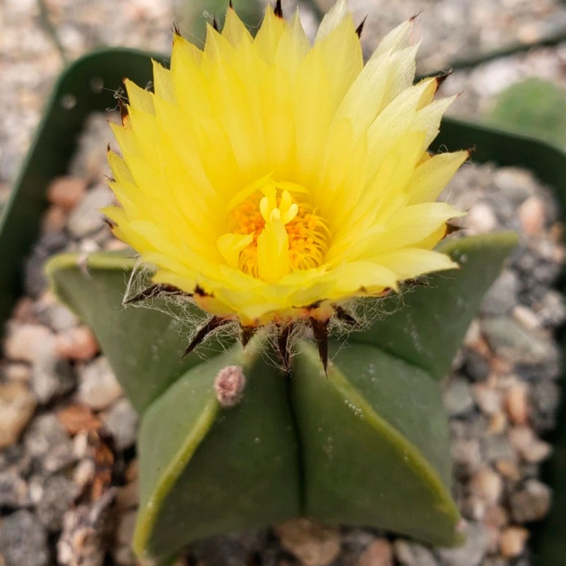 Astrophytum myriostigma var. nudum