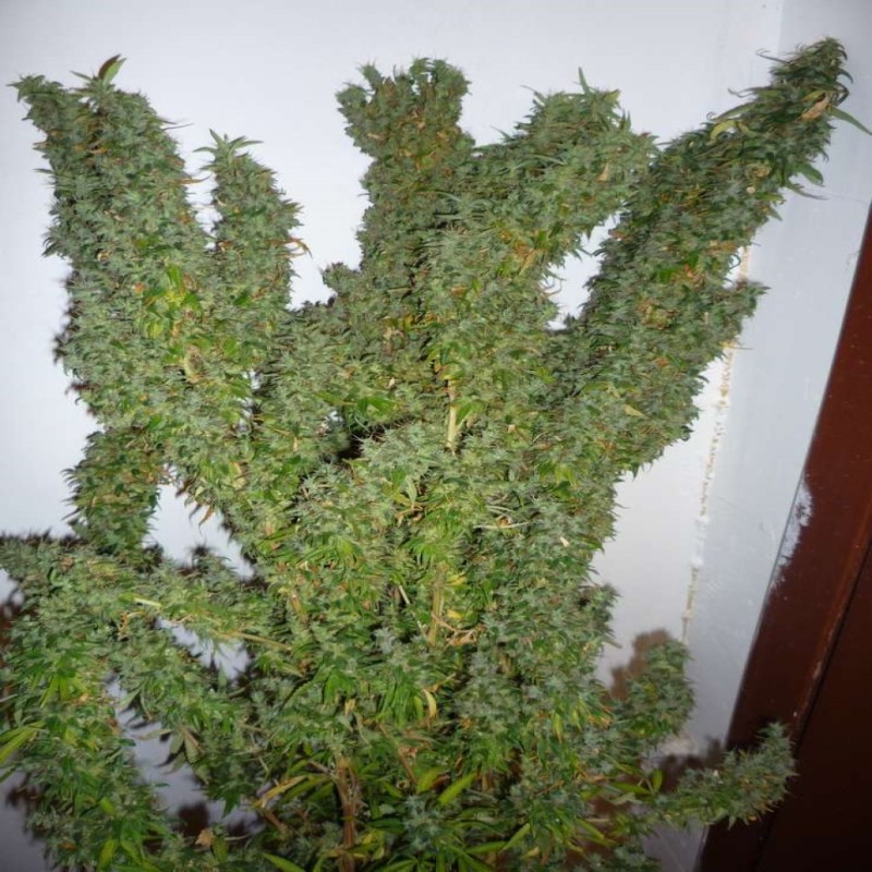 Tangerine Dream feminised GanjaLiveSeeds
