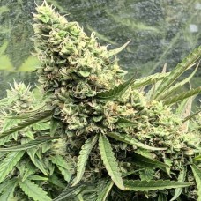 Auto Destroyer feminised Ganja Seeds