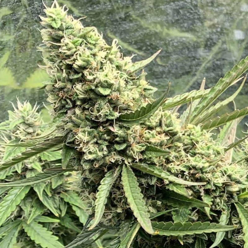 Auto Destroyer feminised Ganja Seeds - 2 насінини