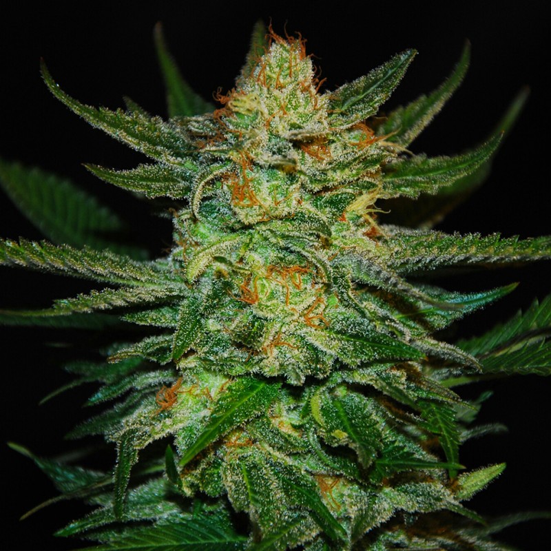 Auto Destroyer feminised Ganja Seeds - 2 насінини