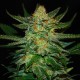 Auto Destroyer feminised Ganja Seeds - 2 насінини