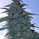 Auto Destroyer feminised Ganja Seeds - 2 насінини