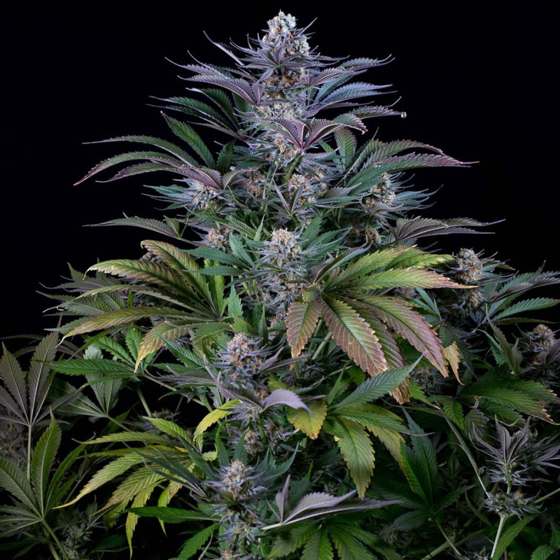 Silver Haze feminised Ganja Seeds