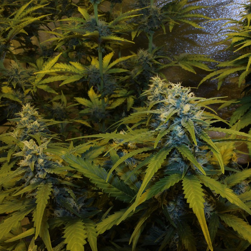 Auto White Widow feminised Victory Seeds - 10 насінин