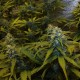 Auto White Widow feminised Victory Seeds - 10 насінин