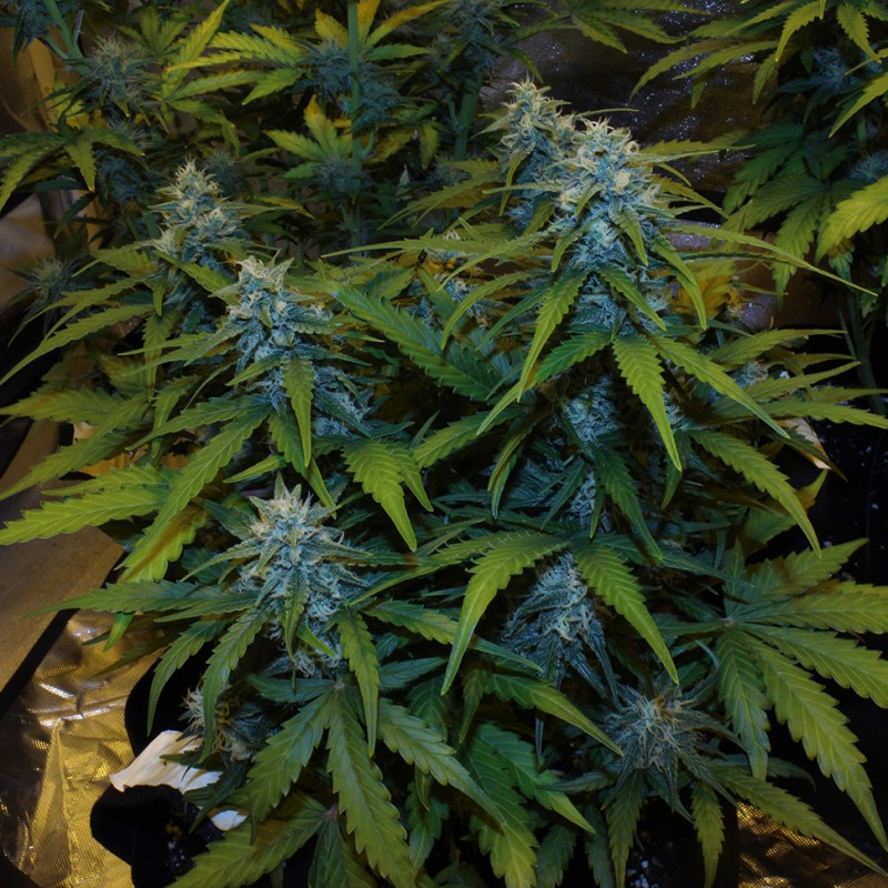 Auto White Widow feminised Victory Seeds - 10 насінин