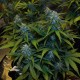 Auto White Widow feminised Victory Seeds - 10 насінин