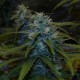 Auto White Widow feminised Victory Seeds - 10 насінин
