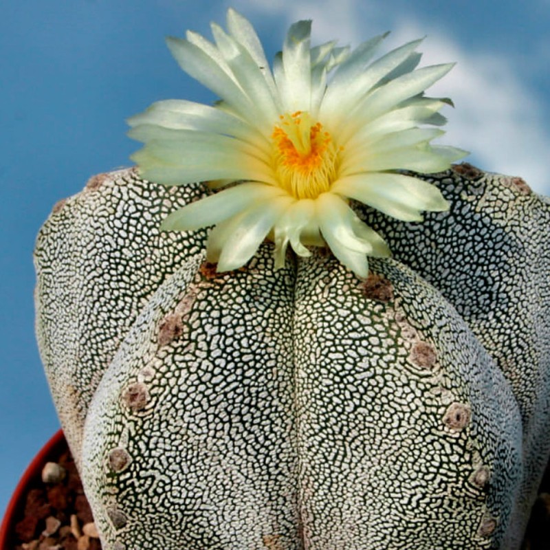 Astrophytum myriostigma cv. Onzuka