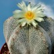 Astrophytum myriostigma cv. Onzuka