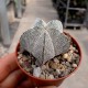 Astrophytum myriostigma cv. Onzuka