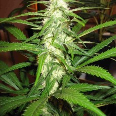 Sugar Black Rose feminised GanjaLiveSeeds Fast Version