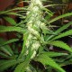 Sugar Black Rose feminised GanjaLiveSeeds Fast Version