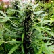 Sugar Black Rose feminised GanjaLiveSeeds Fast Version