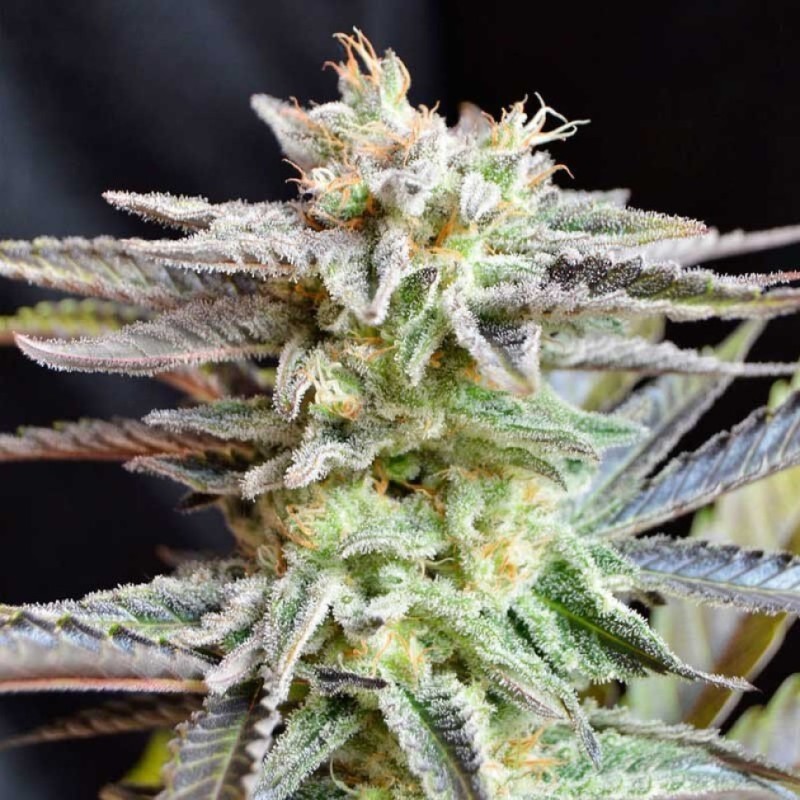 Sugar Black Rose feminised GanjaLiveSeeds Fast Version