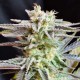 Sugar Black Rose feminised GanjaLiveSeeds Fast Version