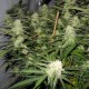 Sugar Black Rose feminised GanjaLiveSeeds Fast Version