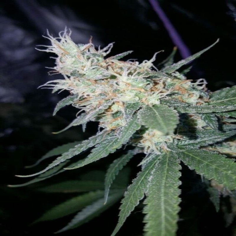 Sugar Black Rose feminised GanjaLiveSeeds Fast Version