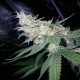 Sugar Black Rose feminised GanjaLiveSeeds Fast Version