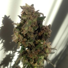 Auto Galaktika feminised Ganja Seeds