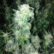 Auto Galaktika feminised Ganja Seeds