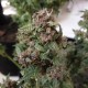 Auto Galaktika feminised Ganja Seeds