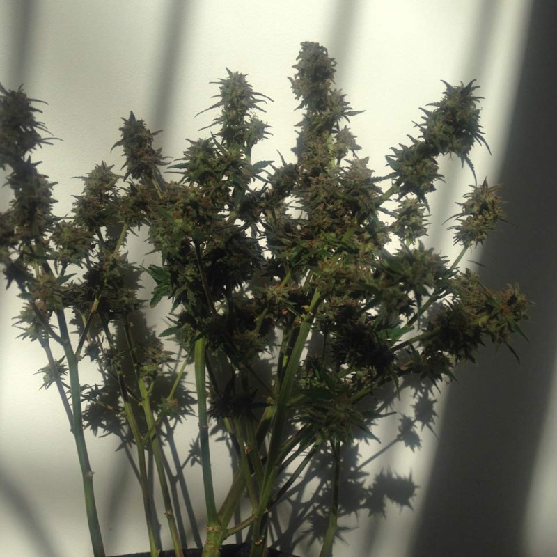 Auto Galaktika feminised Ganja Seeds