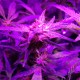 Auto Galaktika feminised Ganja Seeds