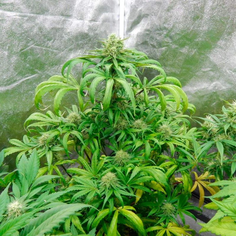 Auto Galaktika feminised Ganja Seeds