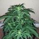 Auto Assasin regular Ganja Seeds