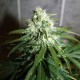 Auto Assasin regular Ganja Seeds